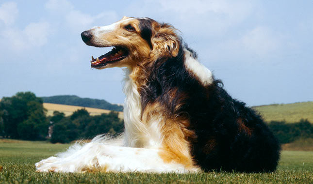 Borzoi