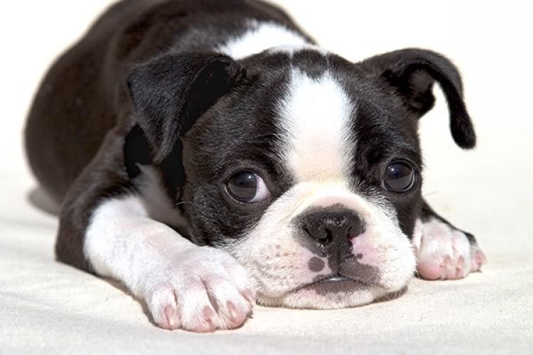 How to Take Care of a Boston Terrier Puppy: Complete Care Guide