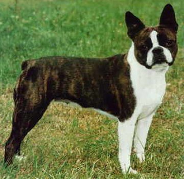 Medium Dog Breeds List With Pictures