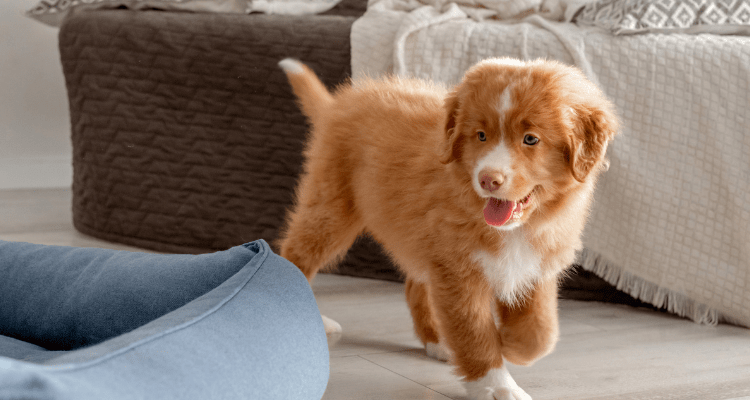 7 Tips to Build a Strong Bond With Your New Puppy