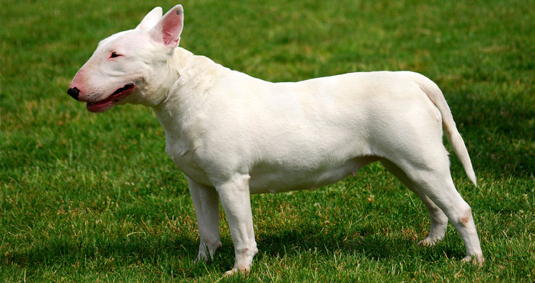 Healthy Dog Guide: Caring Tips For Your Bull Terrier