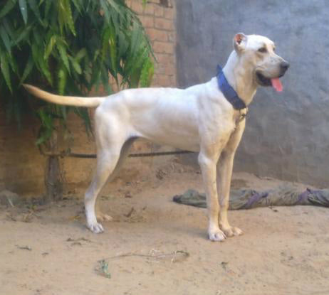 Bully Kutta