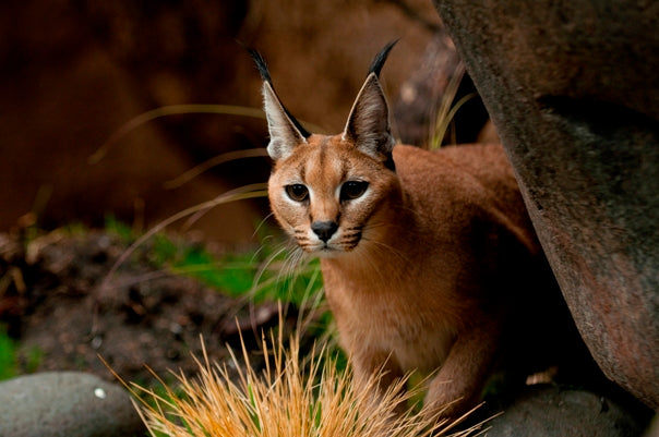 Cat Breeds With Ear Tufts