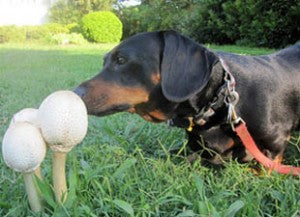 Can Dogs Eat Mushrooms?