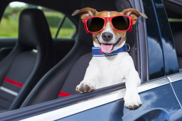 Why Dogs Enjoy Car Rides?