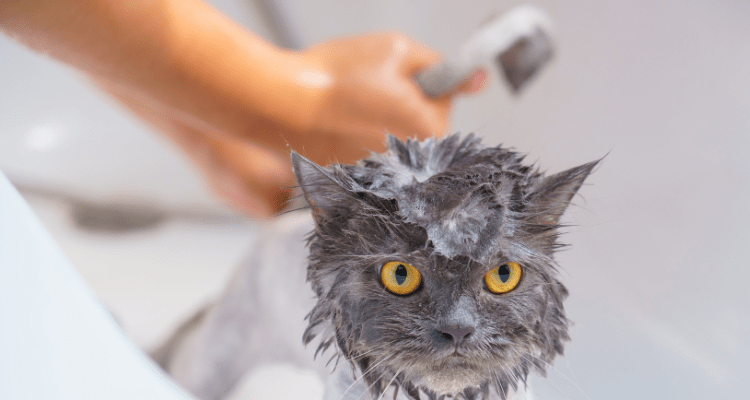 Thе Art of Bathing Your Cat: Tips for a Strеss-Frее Expеriеncе