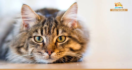 10 Ways To Satisfy Your Cat's Hunting Instincts