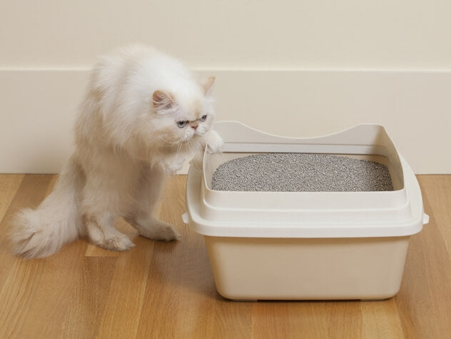 All You Need To Know About Cat Litter Boxes