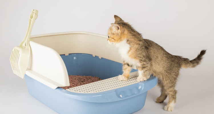 7 Quick and Easy Litter Training Tips for Cats