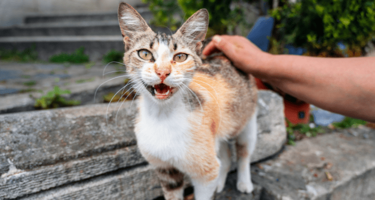 What Do These 7 Cat Sounds Mean? A Cat Owner's Guide