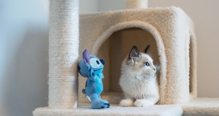 7 Toys to Keep Your Cats Busy & Entertained