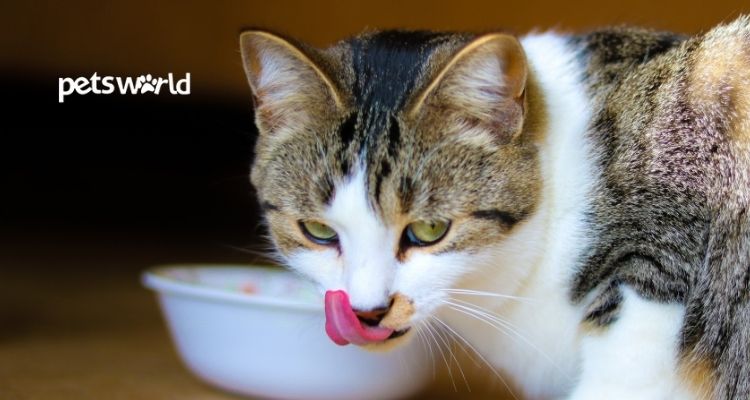 Top 7 Yummy Cat Treats in India That Will Make Your Cats Drool