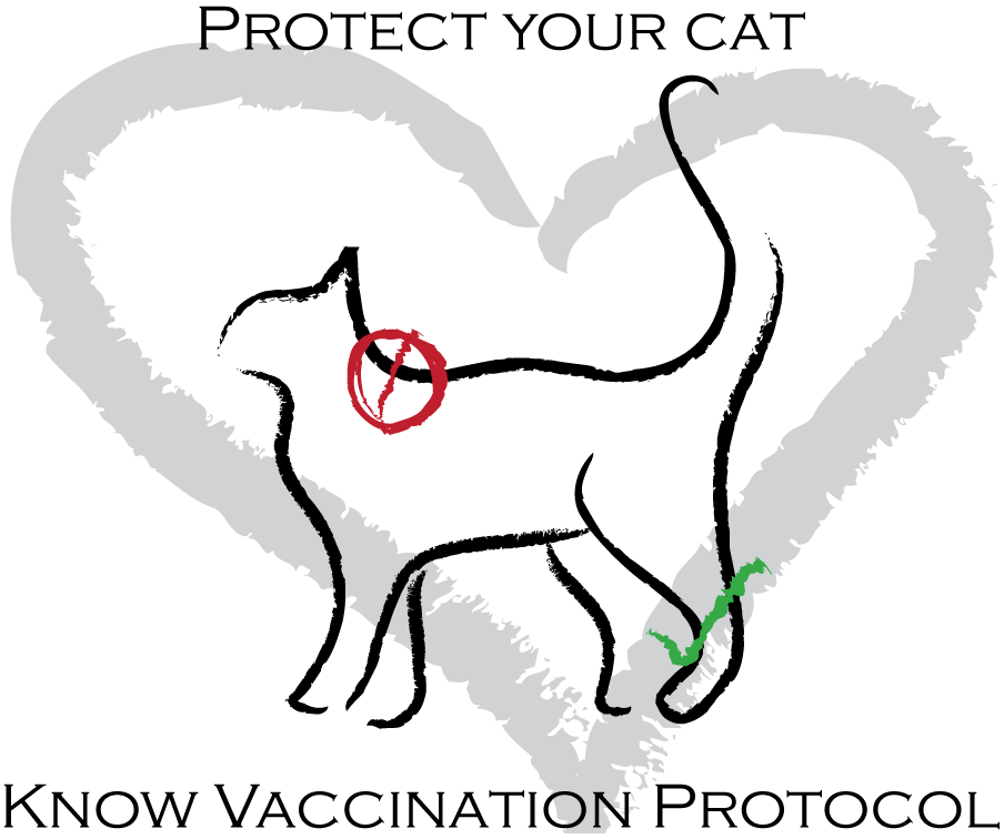 Cat Vaccination: Everything You Need To Know