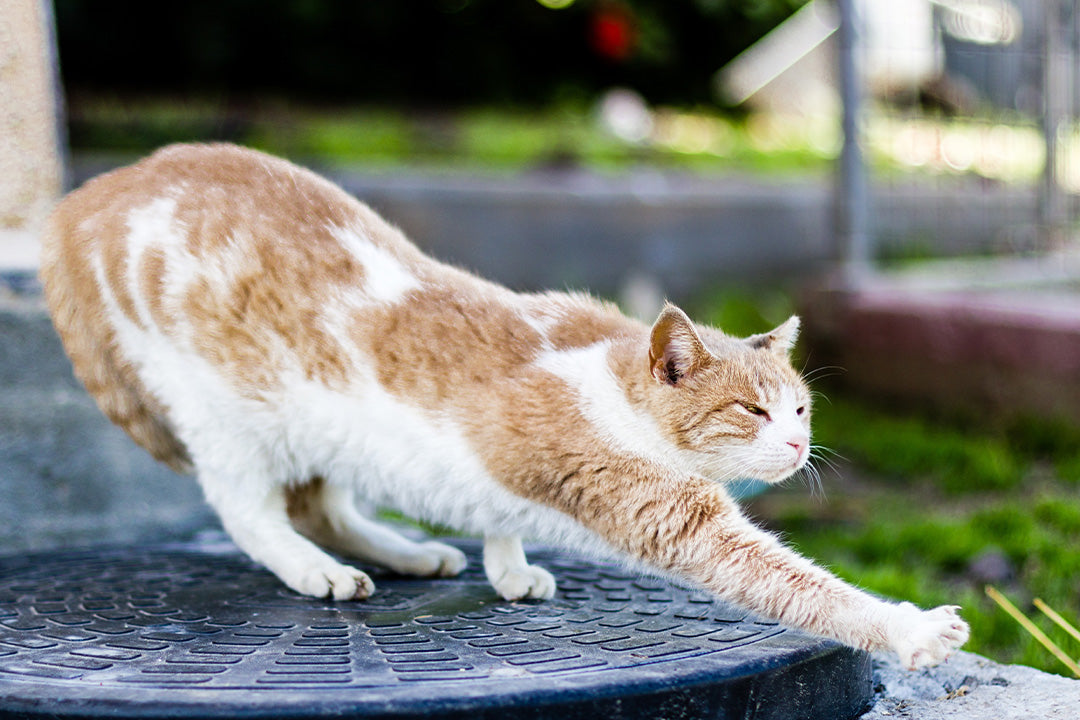 Cat Body Language Decoded Tail, Ears, Whiskers, Blinks
