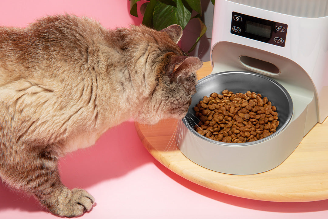 Cat Diabetes Remission Diet Protocols That Work