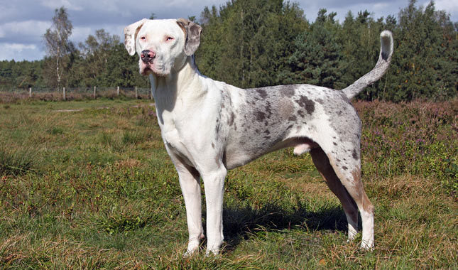 Top 10 World’s Rarest Dog Breeds With Pictures