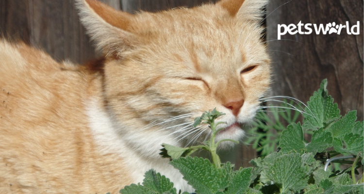 Catnip: Everything You Need to Know of This Wonderful Herb