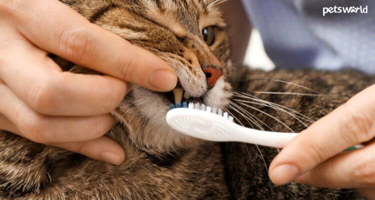 5 Dental Problems Cats Encounter Across The Years