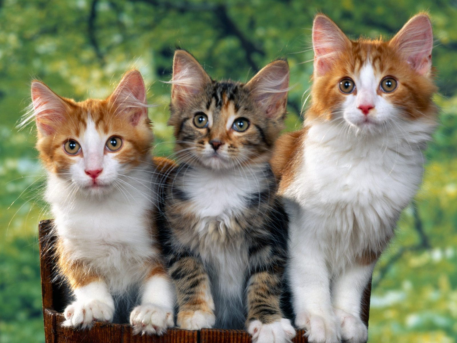 How Cats Heal Us, Science Proves It