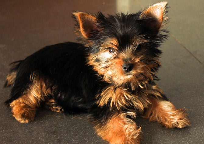 How to Take Care of a Yorkie Puppy