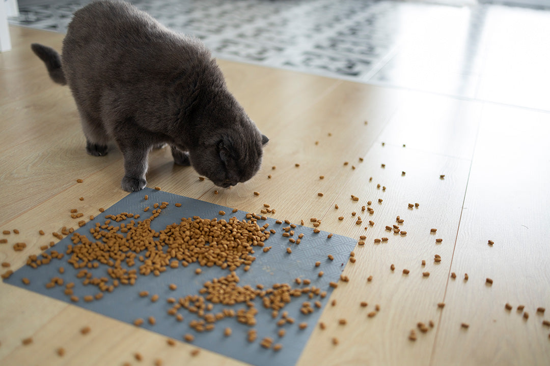 Clumping vs Crystal vs Tofu vs Wood Cat Litter Which One Suits Your Cat