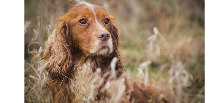 How to Train The Cocker Spaniels?