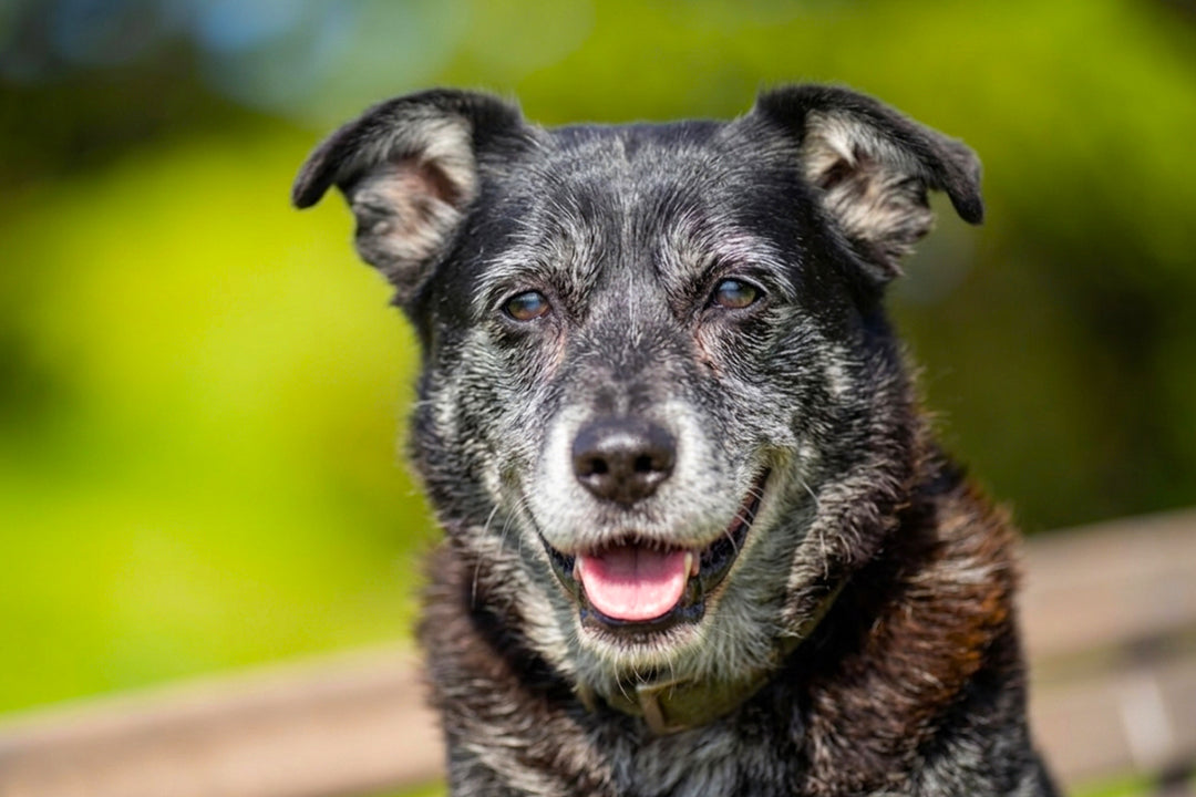 Cognitive Decline in Senior Dogs