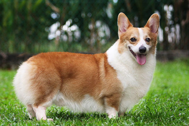 Corgis: Dog Breeds in the  Corgis Group