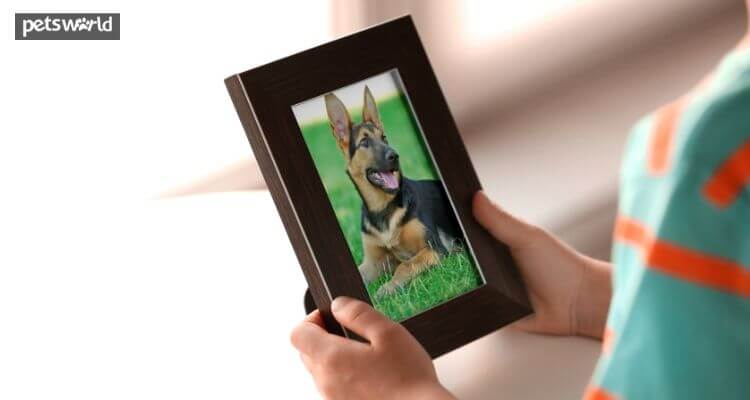 10 Ways You Can Create Mementos of Your Pet