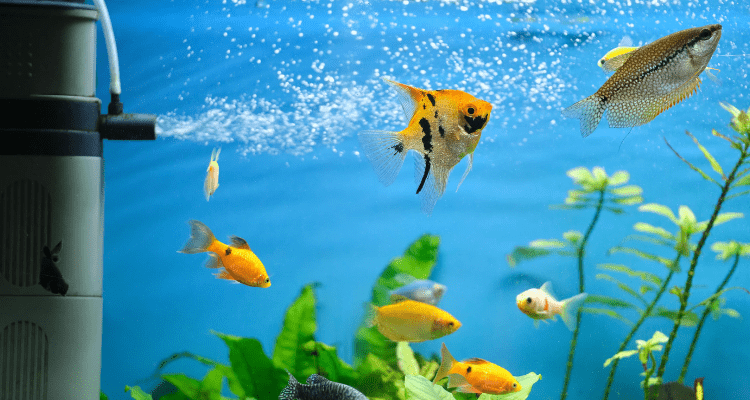 6 Essential Tips For a Crystal Clear Fish Tank