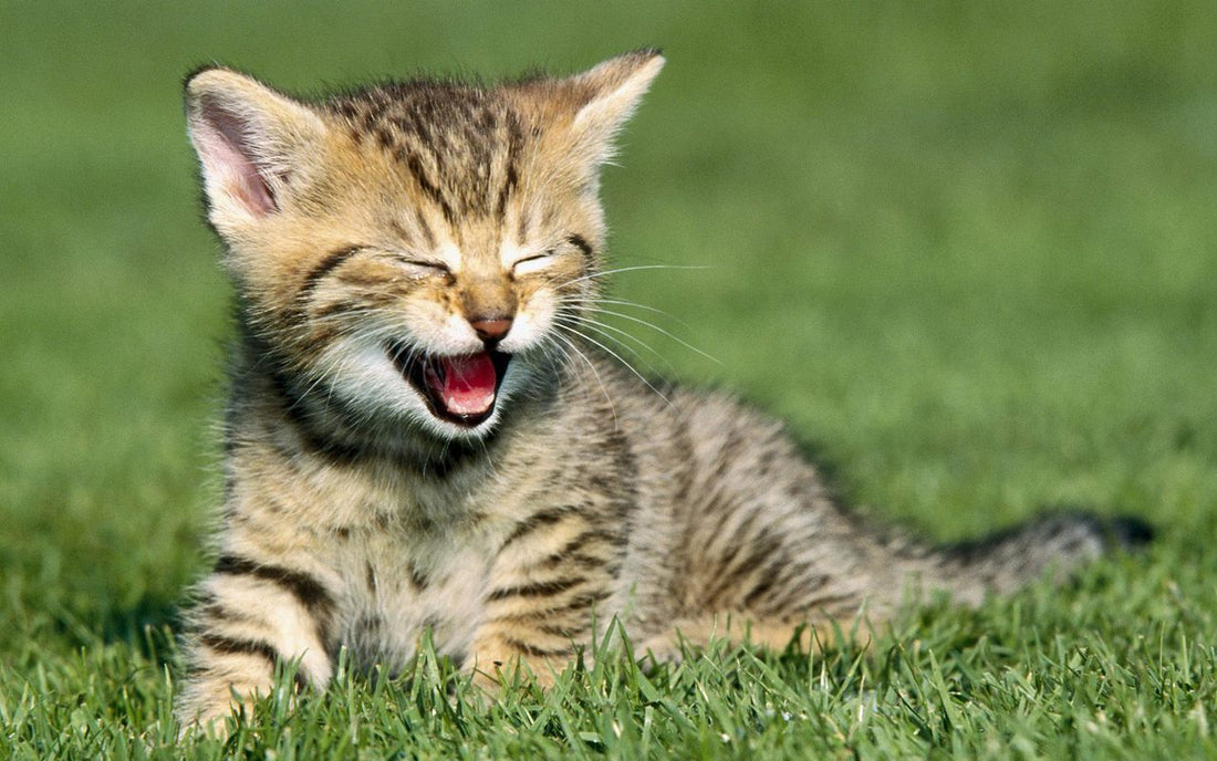 5 Most Common Health Problems Seen in Kittens