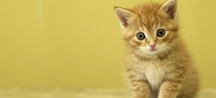 Feeding A Six Week Old Kitten