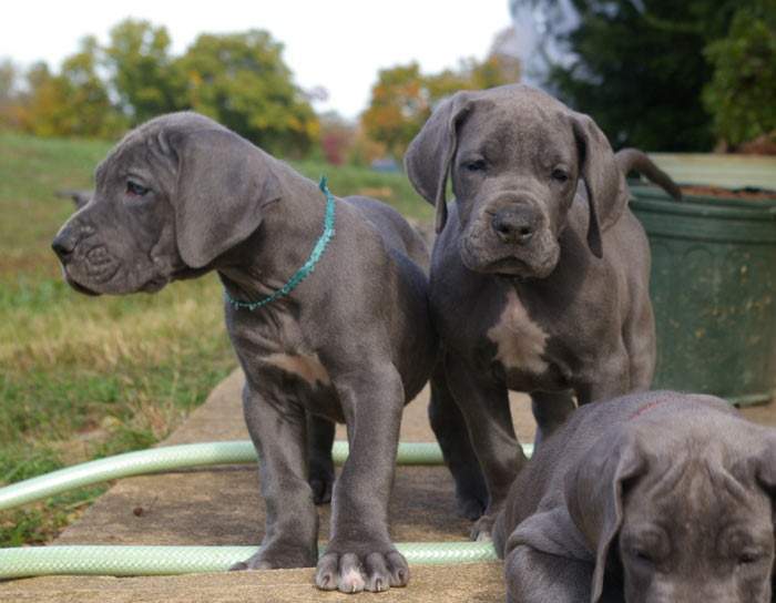 Buy/Sell - Adopt Great Dane Puppies Available In India