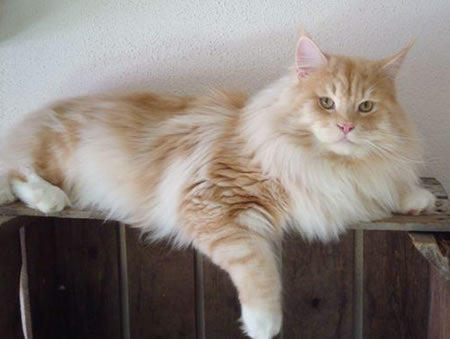 Maine Coon Cats: World's Largest Domestic Cat Breed