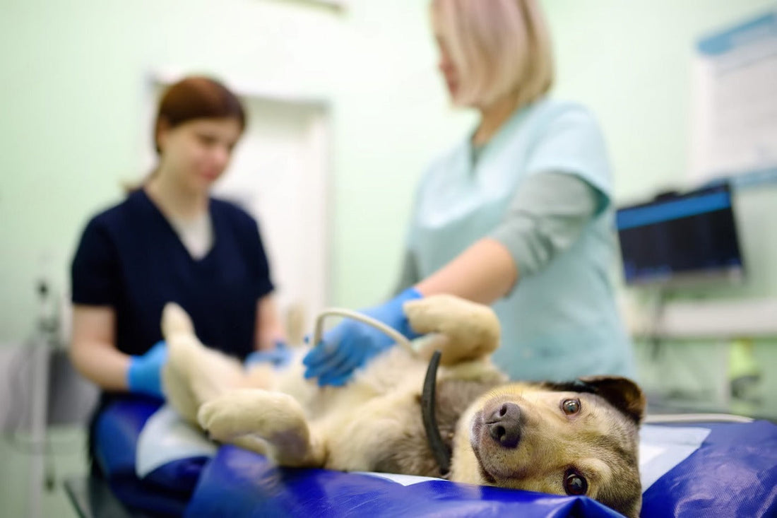 Puppy Bladder Infections: Symptoms and Effective Treatments Guide