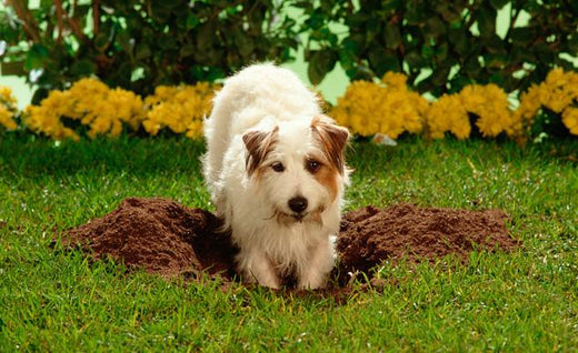 How To Stop Dog From Digging?