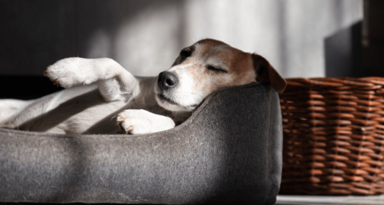 Can Dogs Really Dream? 5 Facts That Will Surprise You