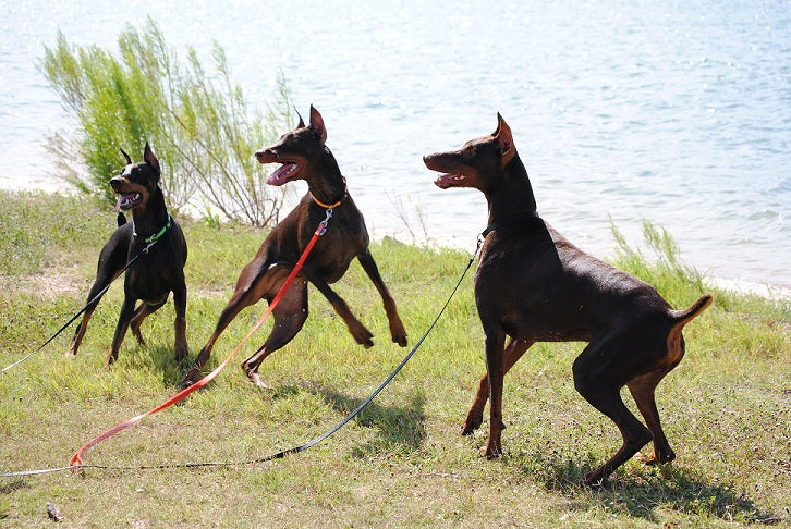 How to Train a Doberman Pinscher – Rules That Apply