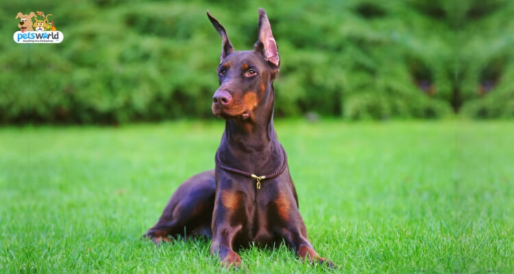 Doberman Pinscher | Dog Breed Detailed Information & Facts