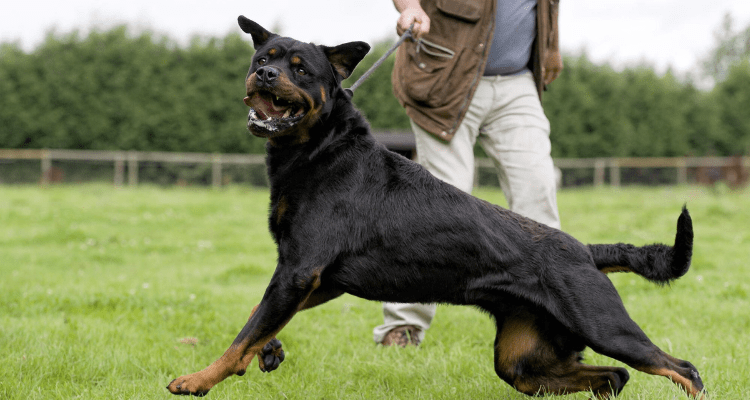 7 Tips to Handle Aggressive Behaviour in Dogs