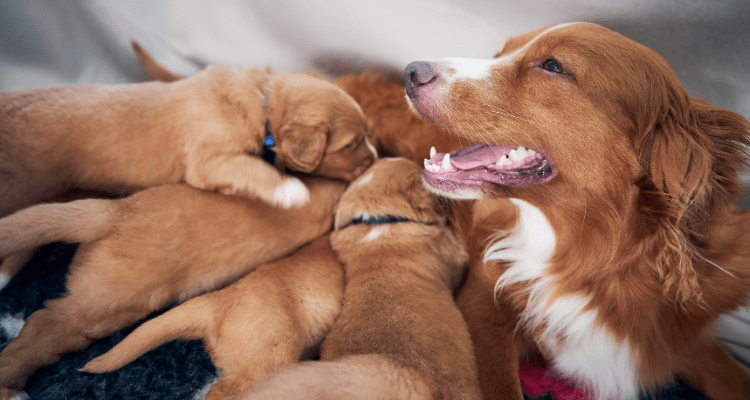 The Benefits of Dog Breeding: 5 Key Points