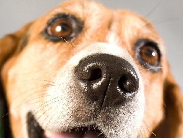 Is My Dog’s Wet Nose A Cause Of Concern?