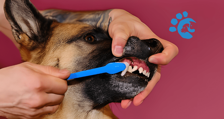 How to Keep Your Dog’s Teeth Clean?