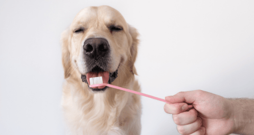 6 Ways to Improve Your Dog’s Dental Health