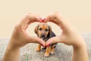 Heart Disease and Its Associated Signs in Dogs