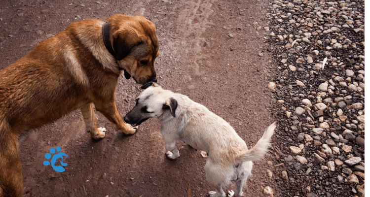 7 Pro Tips For Socialising Your Dogs With Other Pets