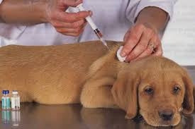 Dog Vaccinations 101 Guide ! And Why It Is An Essential Procedure?