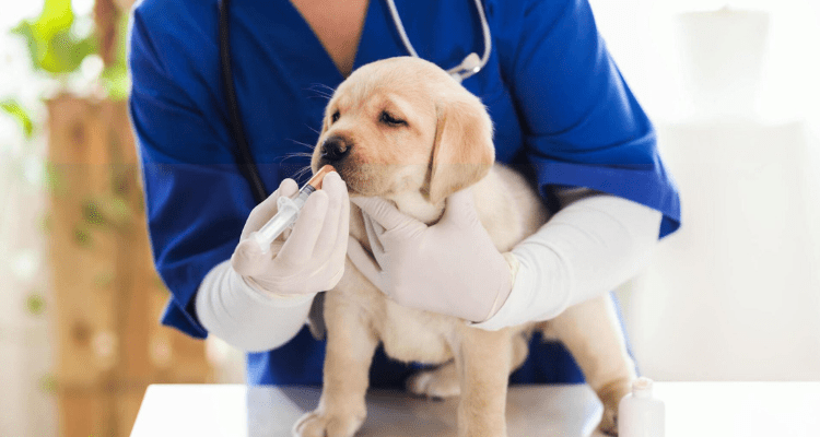 Vaccination & Deworming