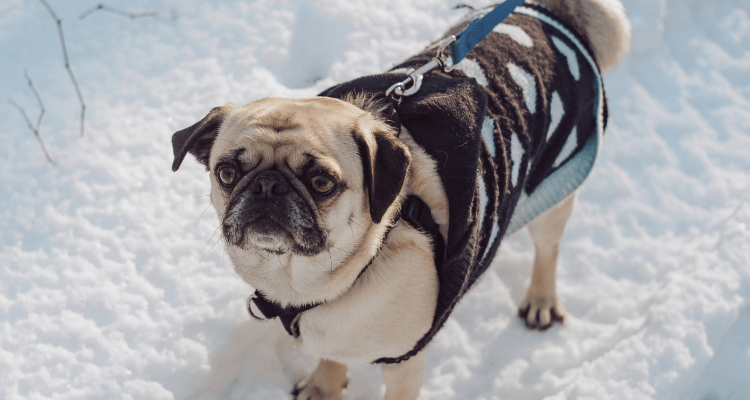 Winter Safety Tips: Keeping Your Dog Warm in Chilly Temperatures