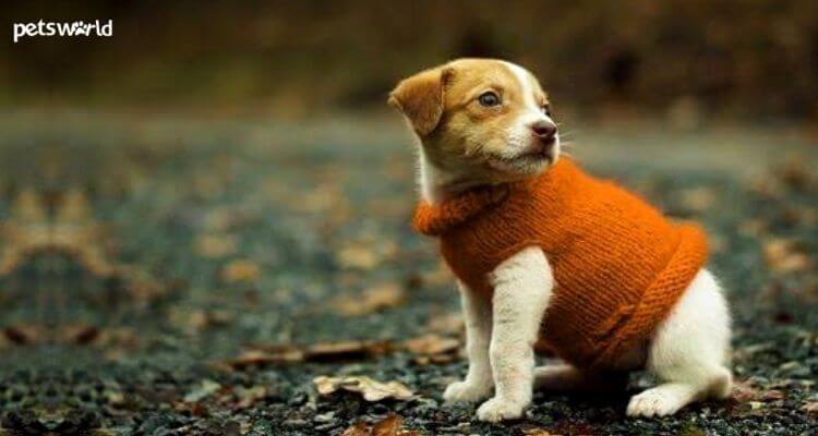 How to Select The Right Winter Coat For Your Dog